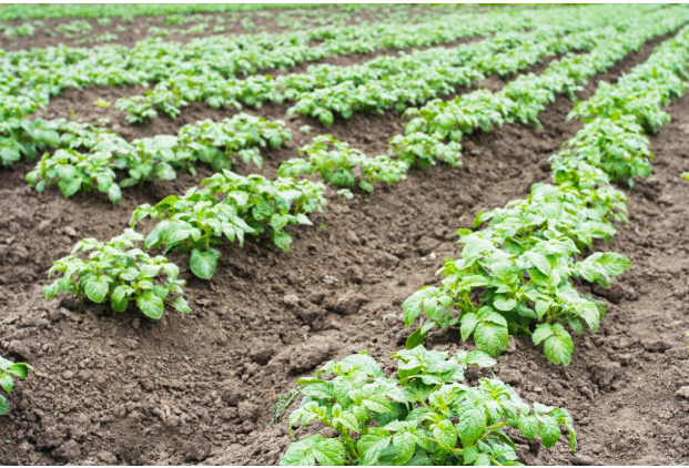 Potato crop supported by efficient irrigation
